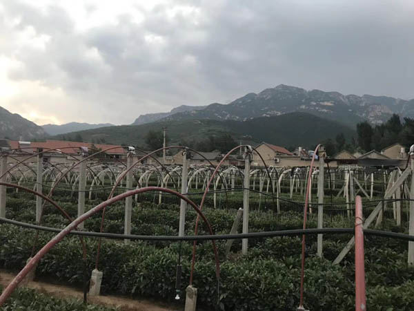 女兒紅茶·悅享/一級(jí)